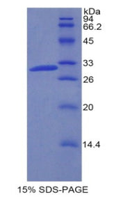 Figure 1. SDS-PAGE