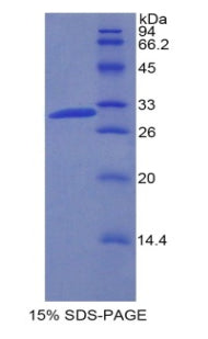 Figure 1. SDS-PAGE