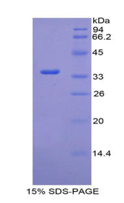Figure 1. SDS-PAGE