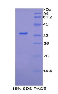 Figure 1. SDS-PAGE
