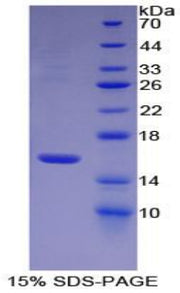 Figure 1. SDS-PAGE