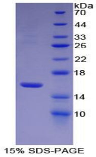 Figure 1. SDS-PAGE