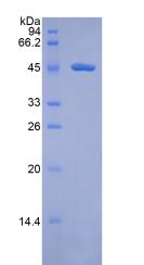 Figure 2. SDS-PAGE