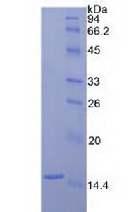 Figure 2. SDS-PAGE