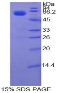 Figure 1. SDS-PAGE