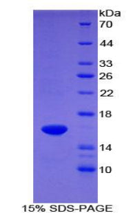 Figure 1. SDS-PAGE
