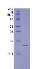 Figure 3. SDS-PAGE