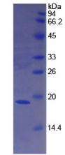 Figure 2. SDS-PAGE