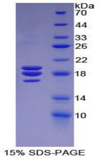 Figure 1. SDS-PAGE