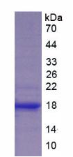 Figure 2. SDS-PAGE