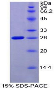 Figure 1. SDS-PAGE