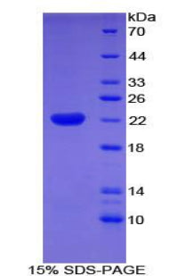 Figure 1. SDS-PAGE