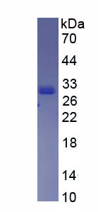 Figure 1. SDS-PAGE