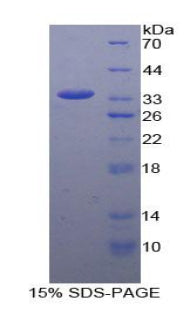 Figure 1. SDS-PAGE