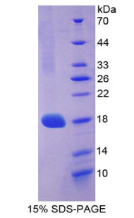Figure 1. SDS-PAGE
