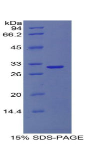 Figure 1. SDS-PAGE