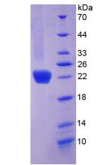 Figure 2. SDS-PAGE