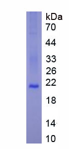 Figure 1. SDS-PAGE