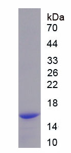 Figure 1. SDS-PAGE
