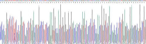 Recombinant Human Collagen Type VII (COL7)