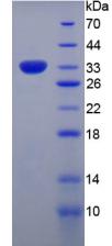 Figure 3. SDS-PAGE