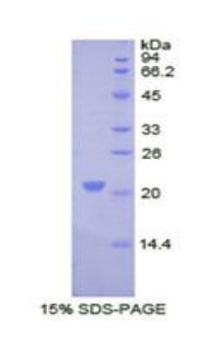 Figure 1. SDS-PAGE