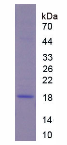 Figure 1. SDS-PAGE