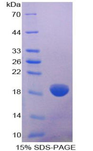 Figure 1. SDS-PAGE