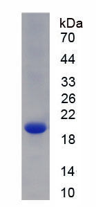 Figure 1. SDS-PAGE