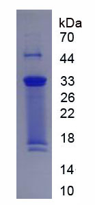 Figure 3. SDS-PAGE