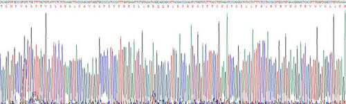 Recombinant Mouse Collagen Type X (COL10)