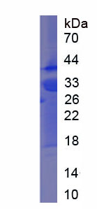 Figure 3. SDS-PAGE