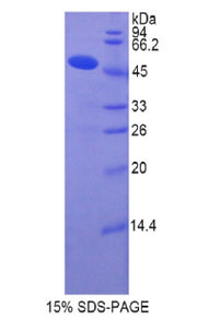 Figure 1. SDS-PAGE