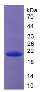 Figure 2. SDS-PAGE