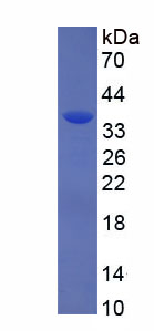Figure 2. SDS-PAGE