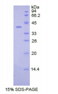 Figure 1. SDS-PAGE