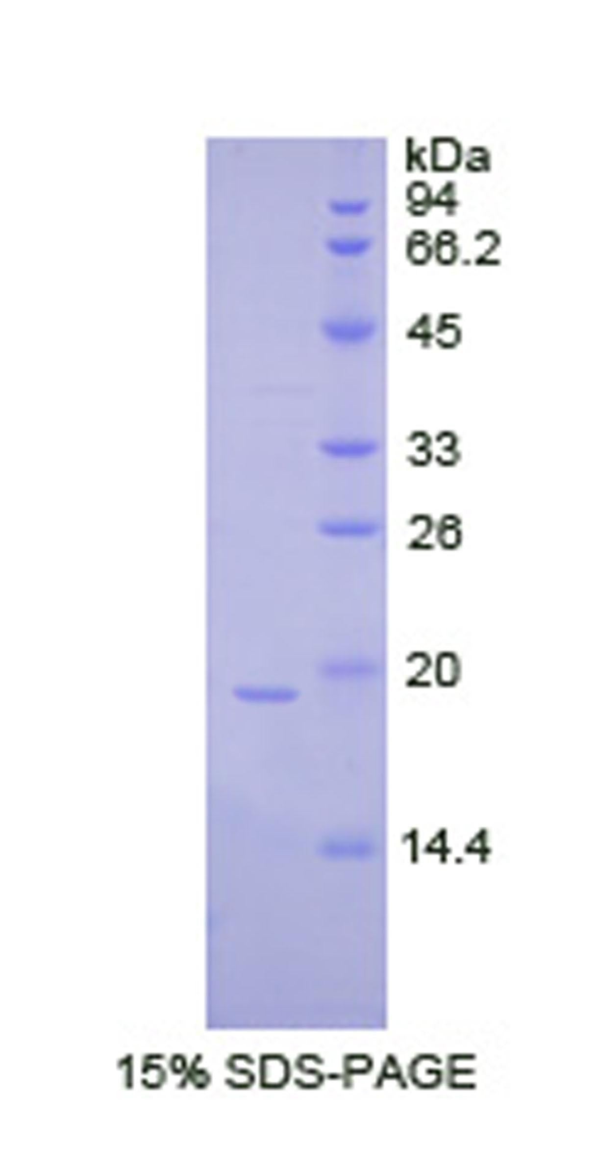 Figure 1. SDS-PAGE