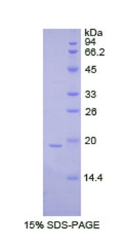Figure 1. SDS-PAGE