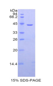 Figure 1. SDS-PAGE