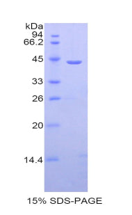 Figure 1. SDS-PAGE