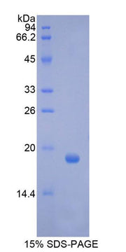 Figure 1. SDS-PAGE