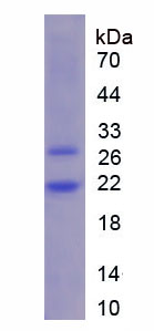 Figure 1. SDS-PAGE
