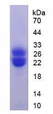 Figure 2. SDS-PAGE