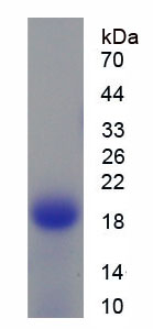 Figure 1. SDS-PAGE