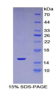 Figure 1. SDS-PAGE