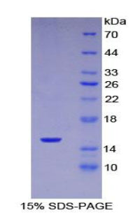 Figure 1. SDS-PAGE