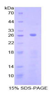 Figure 1. SDS-PAGE
