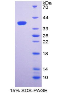 Figure 1. SDS-PAGE