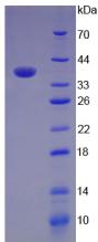 Figure 3. SDS-PAGE
