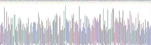 Recombinant Human Complement Component 3a (C3a)